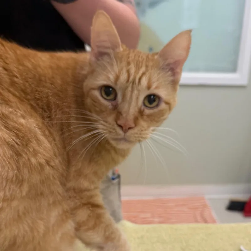 A senior large-sized male Domestic Short Hair cat named Percy for adoption in East Smithfield , PA