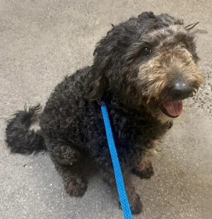 An adult large-sized female Mixed Breed dog named Cleo for adoption in Honolulu, HI