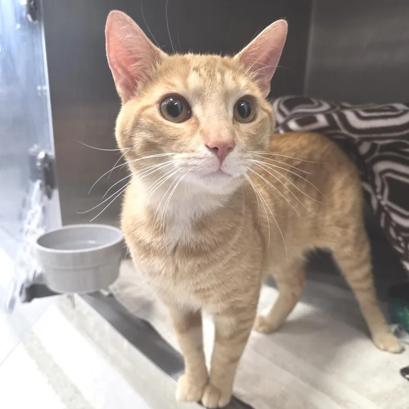 A young medium-sized male Orange / Red Domestic Short Hair cat named Dragon for adoption in Fort Wayne, IN