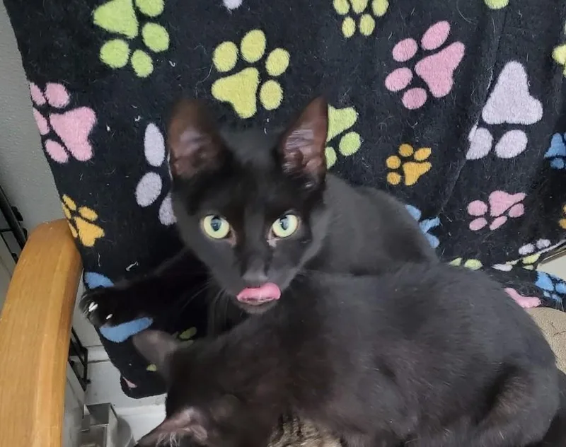 An adult medium-sized female Domestic Short Hair cat named Lucy for adoption in Brighton, MI