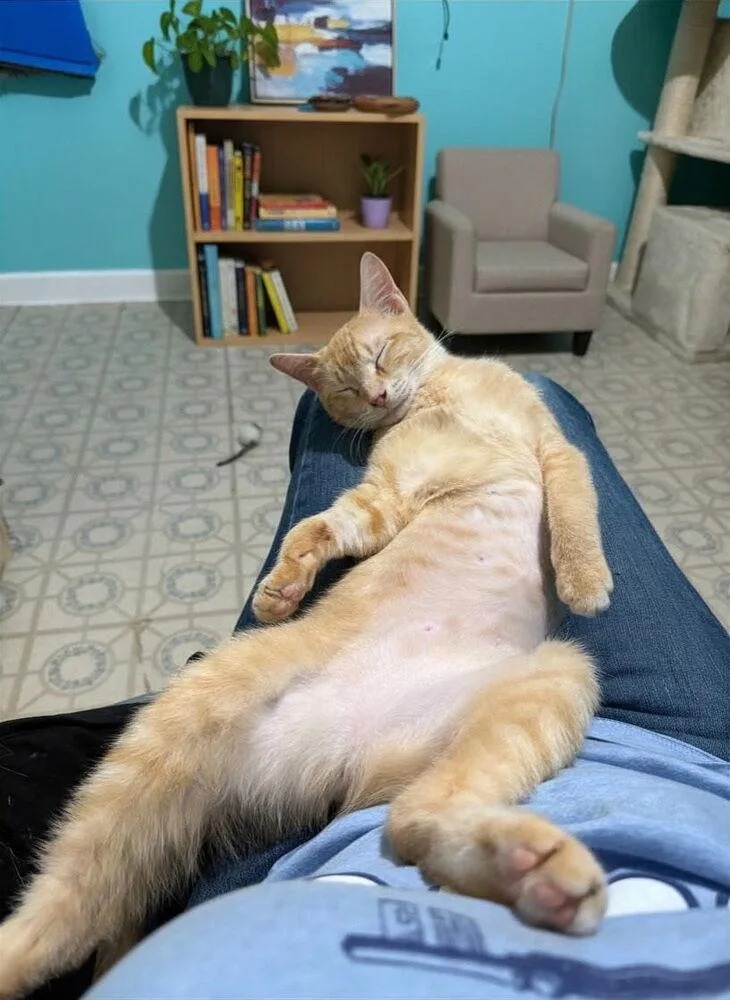A young medium-sized female Orange & White Domestic Short Hair cat named Sunkist for adoption in Dallas, TX