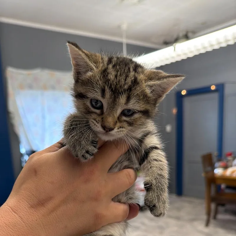 A baby small-sized male Gray / Blue / Silver Domestic Short Hair cat named Devin for adoption in Oak Hill, WV