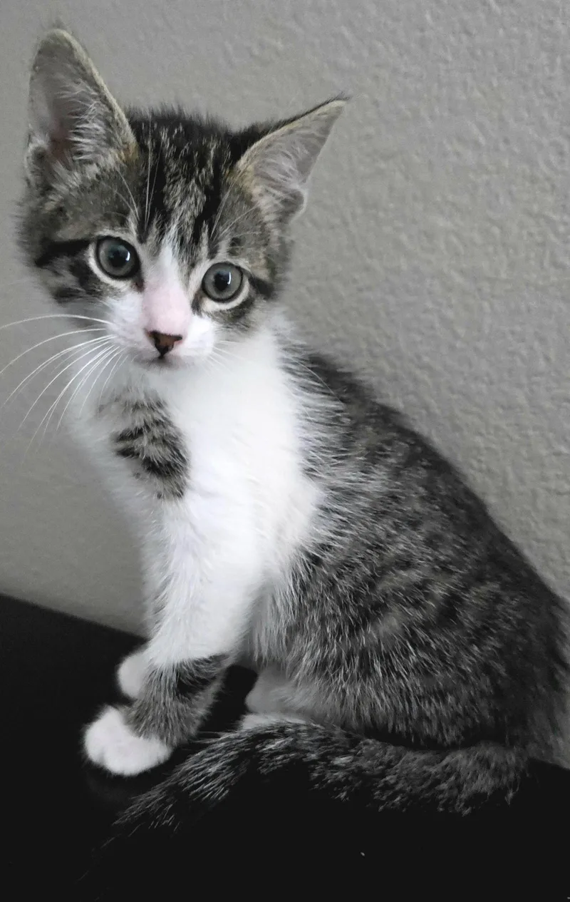 Gorgonzola thumbnail 2