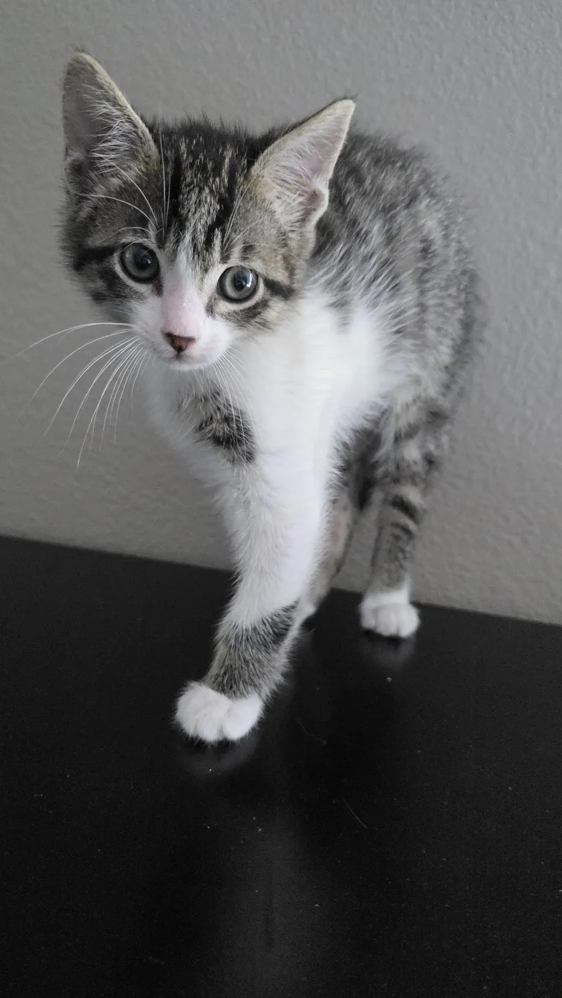 Gorgonzola thumbnail 3