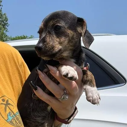 A baby small-sized female Black Chiweenie dog named Cora for adoption in Crosby, TX