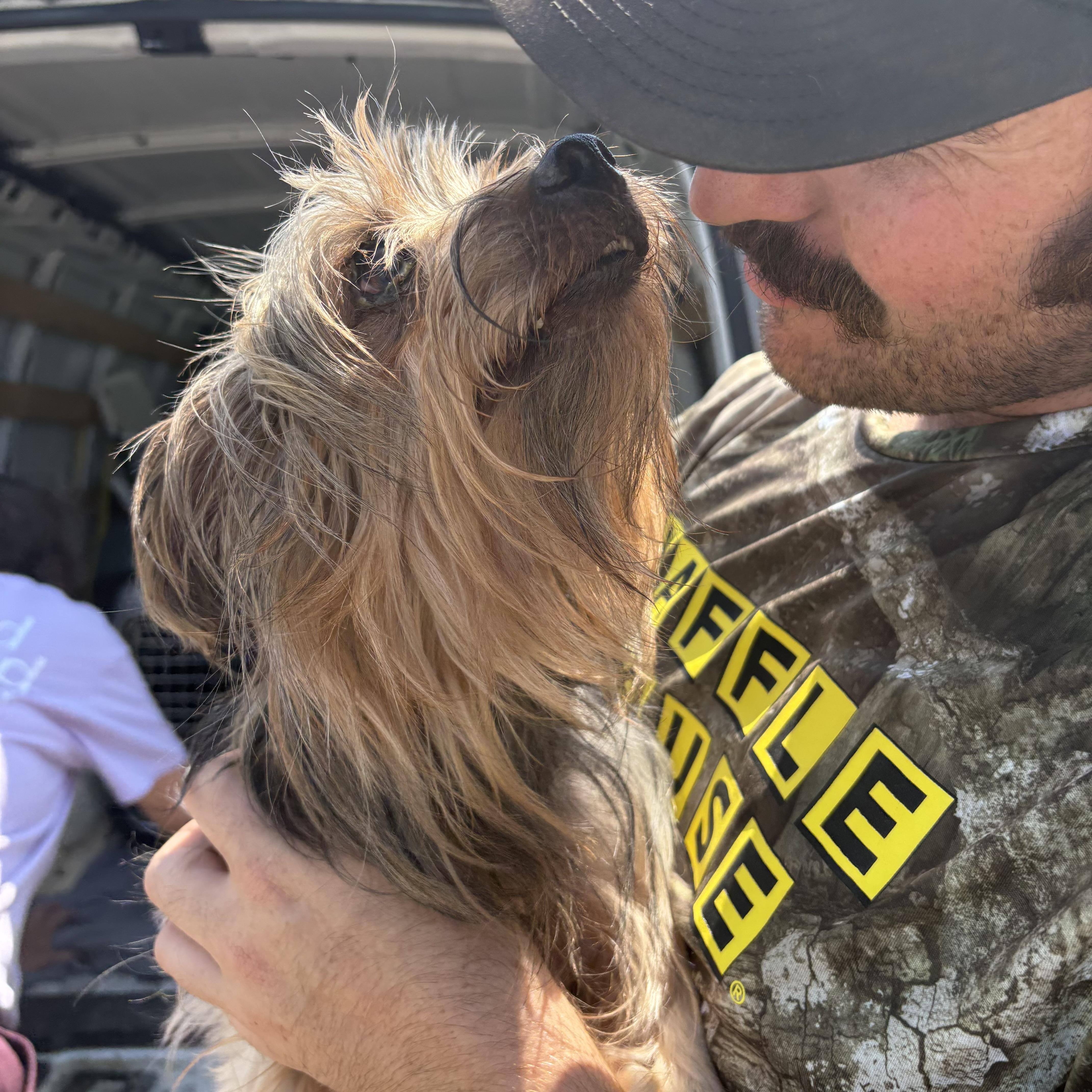 A senior small-sized male Black Yorkshire Terrier dog named Miguel for adoption in Columbia, SC
