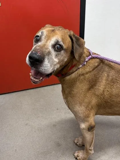 A senior large-sized male Mixed Breed dog named Michelob for adoption in West Chester, PA