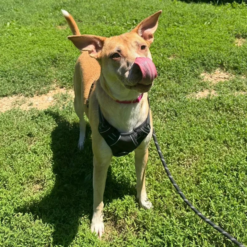 An adult medium-sized female Yellow / Tan / Blond / Fawn Mixed Breed dog named Baxter for adoption in Saint Charles, MO