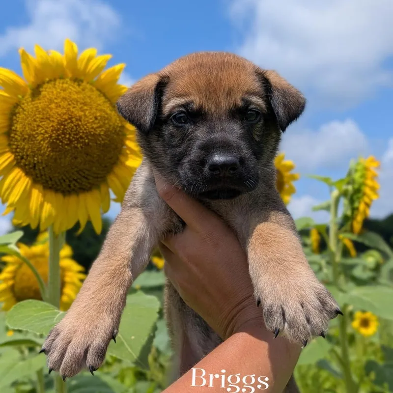 A baby large-sized male Black German Shepherd Dog dog named Briggs for adoption in Spring hill, TN