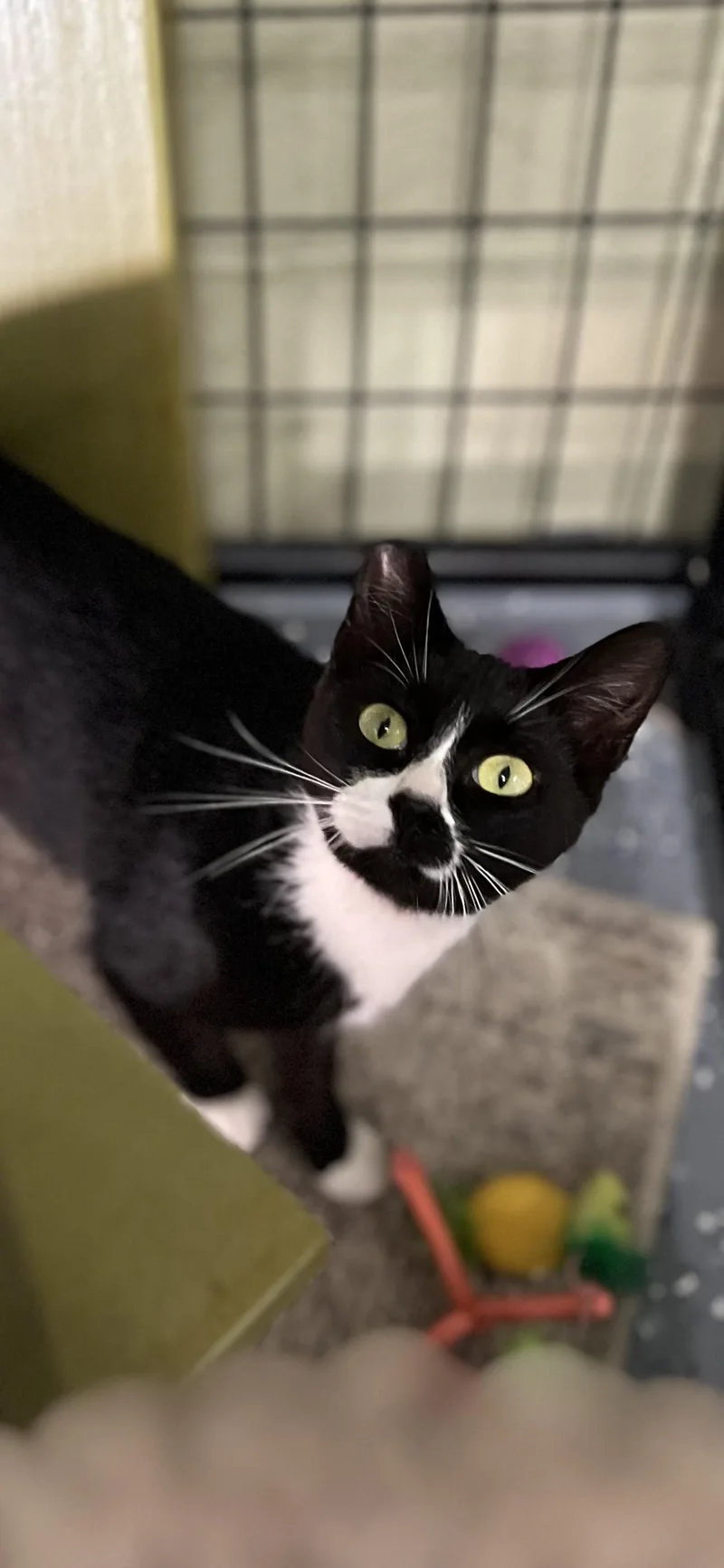 Rosie thumbnail 2