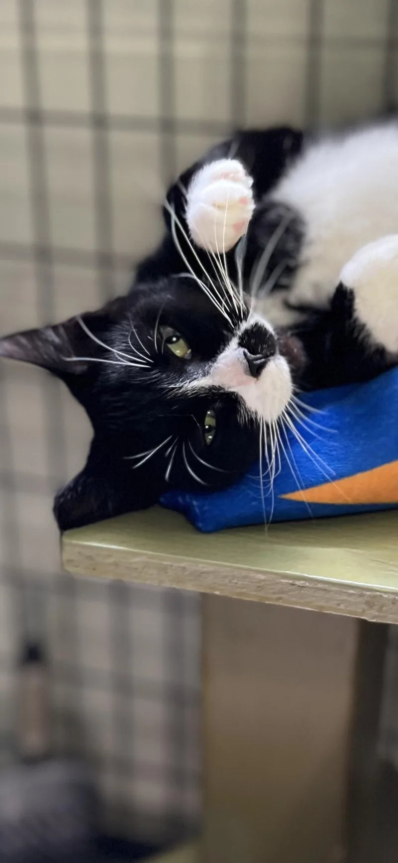 Rosie thumbnail 3