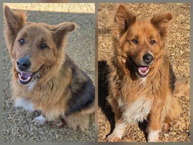 An adult medium-sized male German Shepherd Dog dog named Cody for adoption in Albuquerque, NM