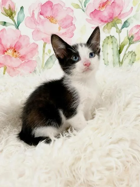 A baby small-sized male Tuxedo cat named Tuna Fish for adoption in Tehachapi, CA