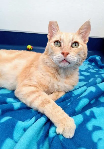 A senior small-sized male Domestic Short Hair cat named Orangie for adoption in Roseville, CA