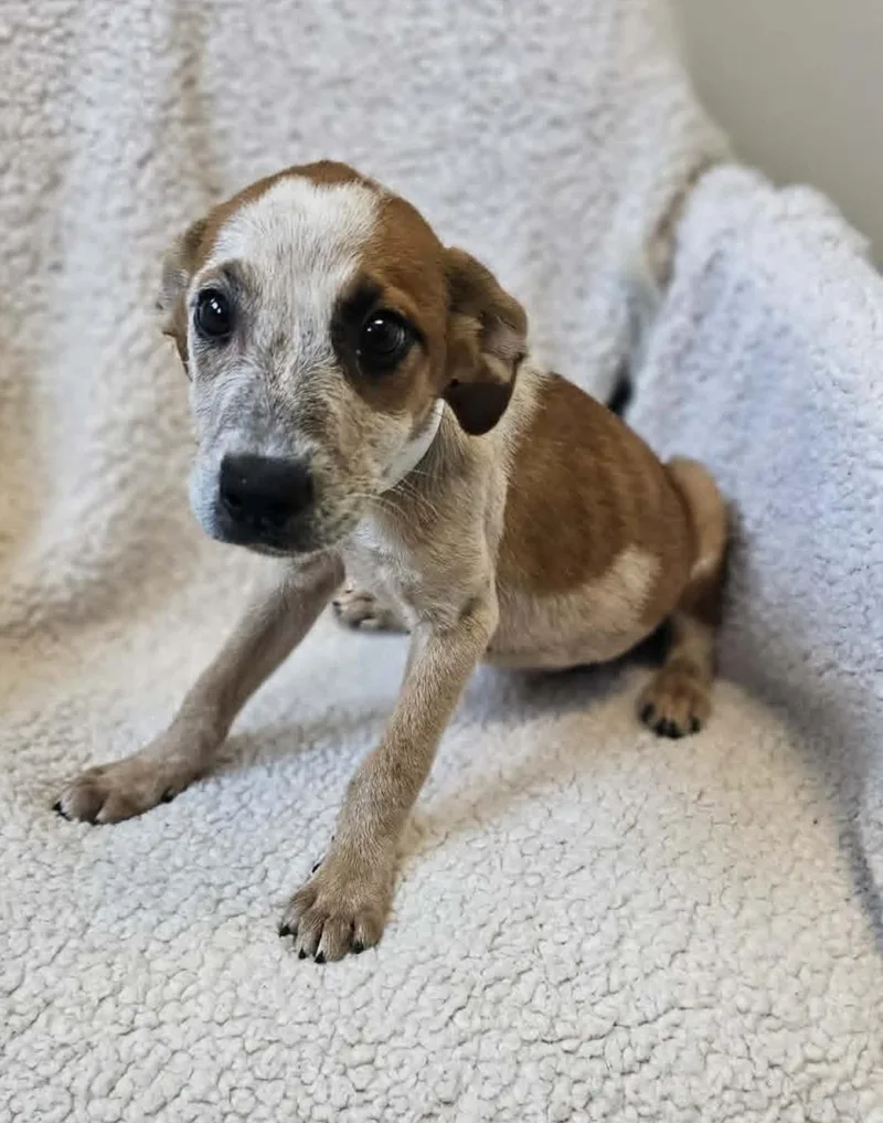 An adult medium-sized female Black Mouth Cur dog named Polly for adoption in Rockwall, TX