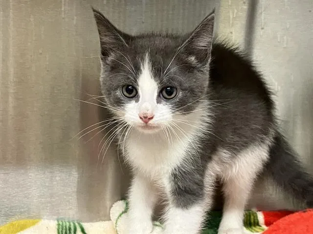 A baby small-sized male Domestic Short Hair cat named Manny for adoption in Tustin, CA