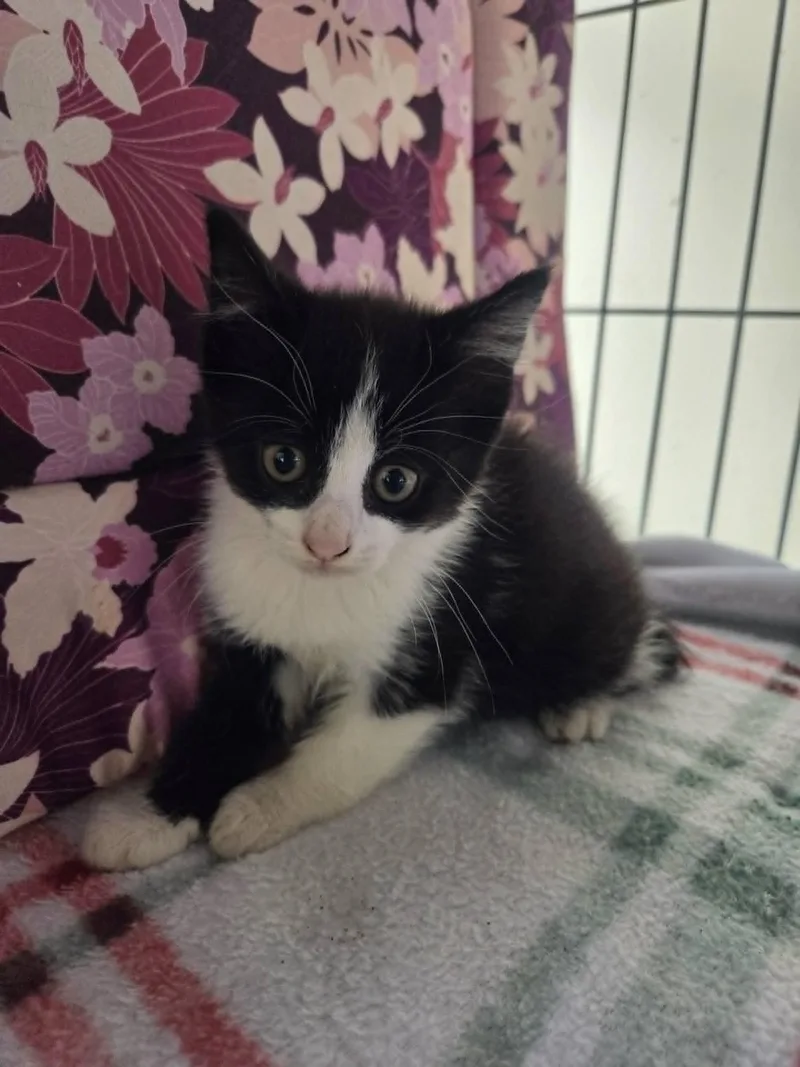 A young small-sized female Domestic Short Hair cat named Reese for adoption in Clymer, PA