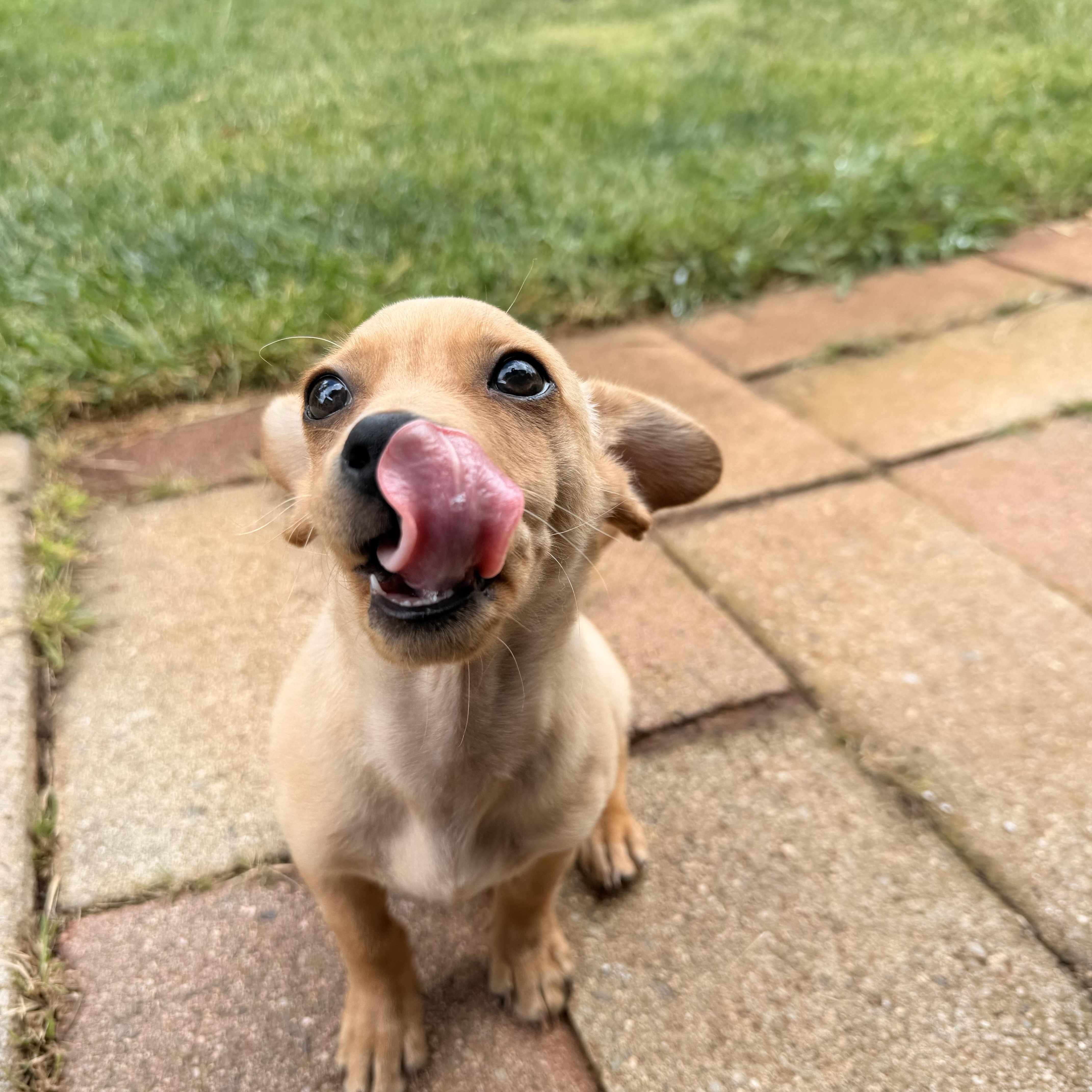 A baby small-sized male Chihuahua dog named King Edward for adoption in El Cajon, CA