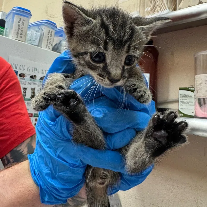 A baby small-sized male Brown / Chocolate Domestic Short Hair cat named Mochi for adoption in Birmingham, AL