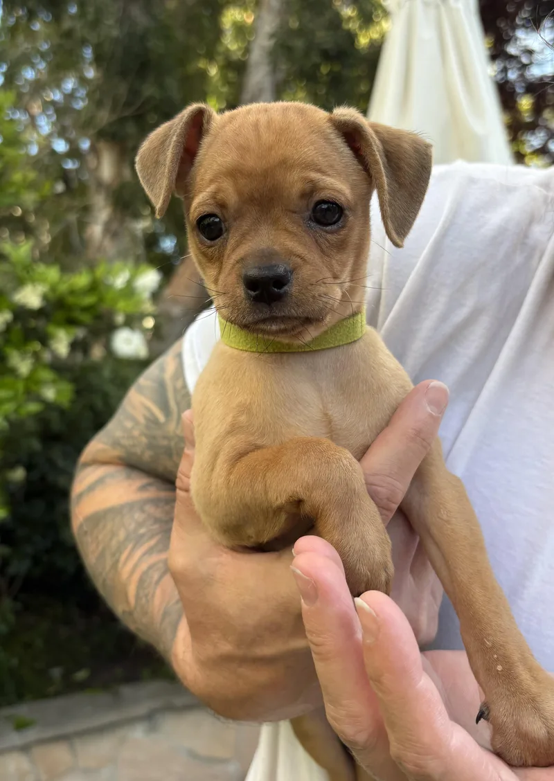 A baby small-sized female Pug dog named Gladys for adoption in Burbank, CA