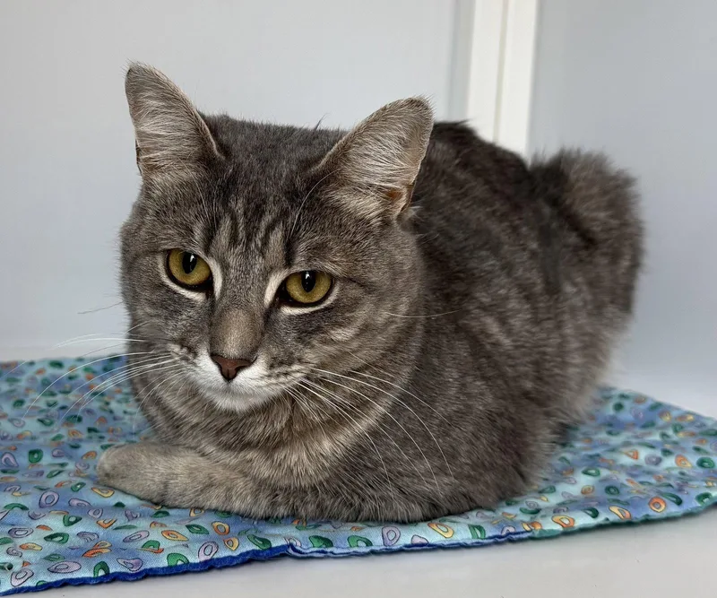 A young medium-sized female Tabby cat named Sofia for adoption in Alexandria, VA