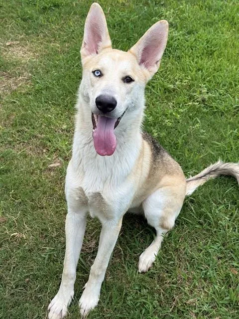 An adult large-sized female Siberian Husky dog named Misha for adoption in Sugar Land, TX