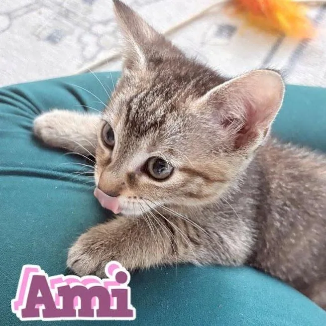 A baby small-sized female American Shorthair cat named Ami for adoption in Houston, TX