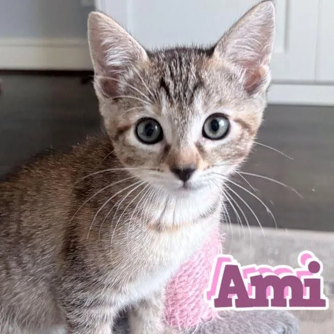 Ami thumbnail 2