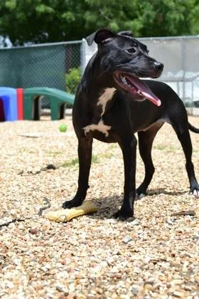 An adult medium-sized female Pit Bull Terrier dog named Blossom for adoption in New Orleans, LA