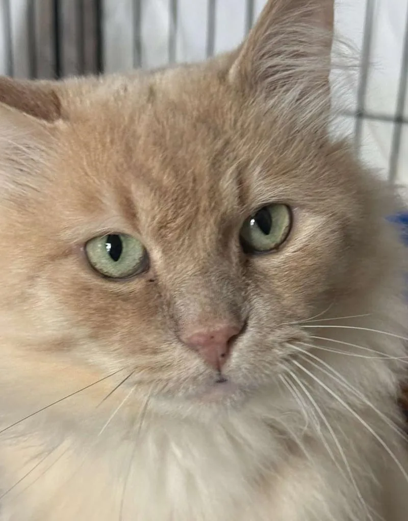 A young medium-sized male Domestic Long Hair cat named Bizcocho for adoption in Ontario, OR