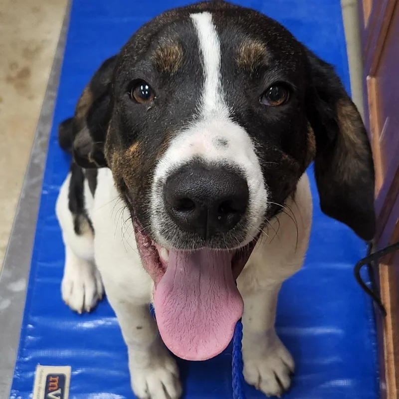 A young medium-sized male White / Cream Hound dog named Hendrix U for adoption in Tupelo, MS