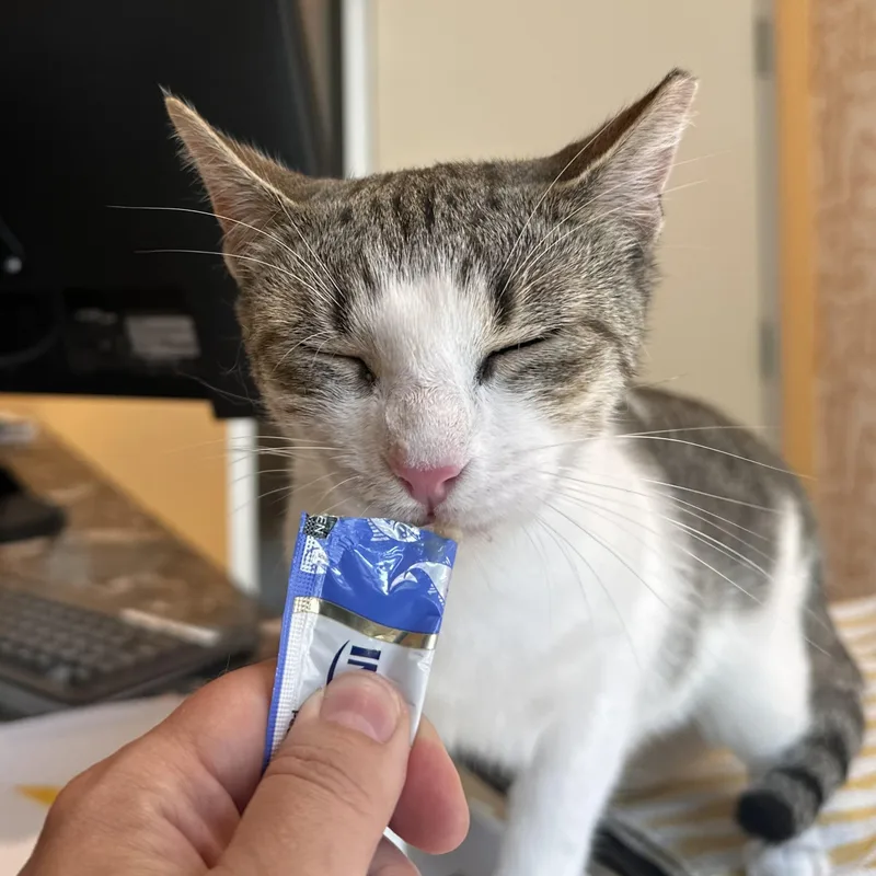 A young medium-sized female White Domestic Short Hair cat named Sailor for adoption in Jersey City, NJ