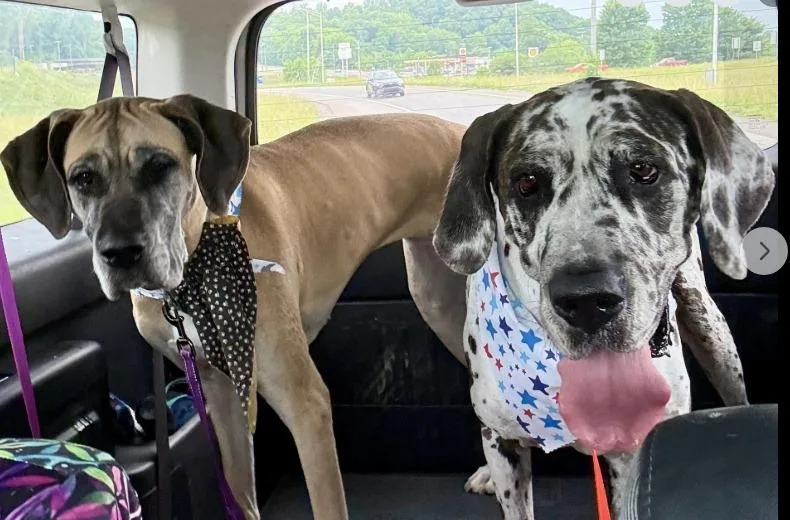 A young extra large-sized female Great Dane dog named Aspen for adoption in Crossville, TN