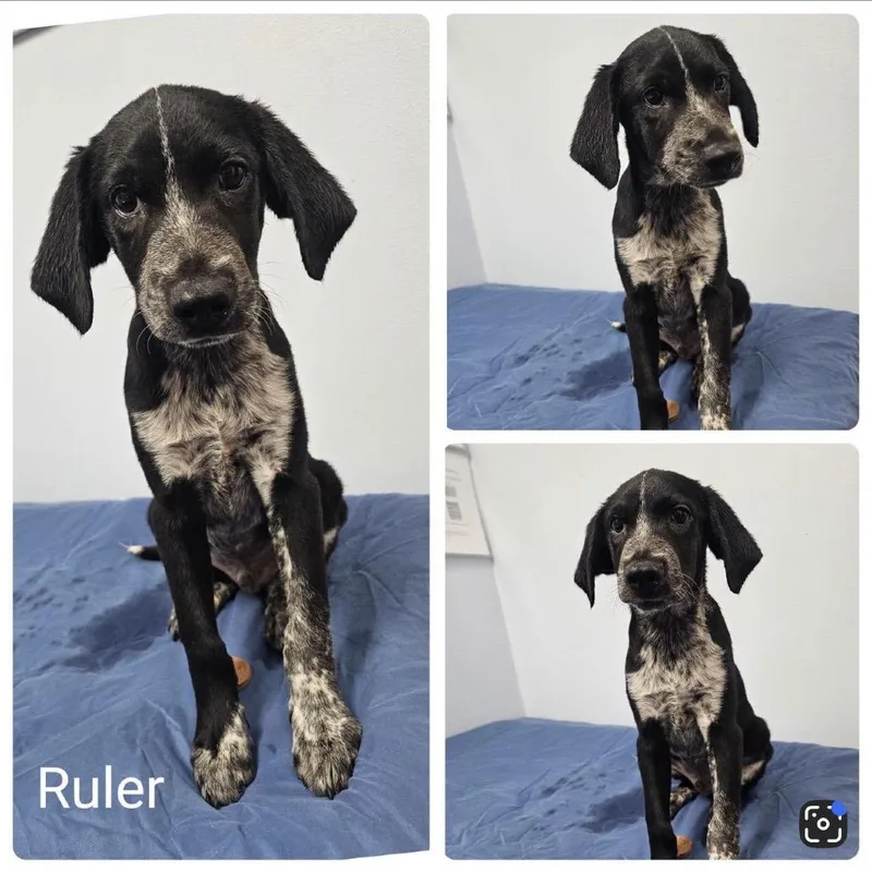 A baby medium-sized male Black Pointer dog named Luke for adoption in Baton Rouge, LA