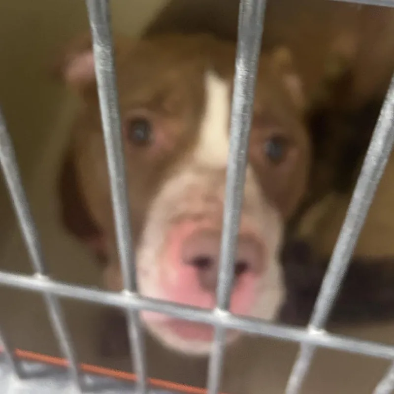 An adult medium-sized female Brown / Chocolate Mixed Breed dog named Ontario for adoption in Philadelphia, PA