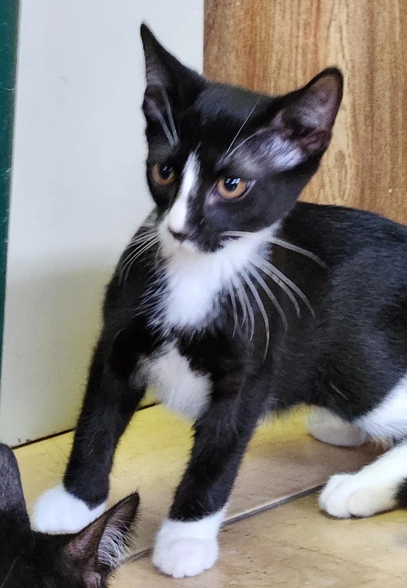 A baby medium-sized male Black & White / Tuxedo Tuxedo cat named Walnut for adoption in Linden, NJ