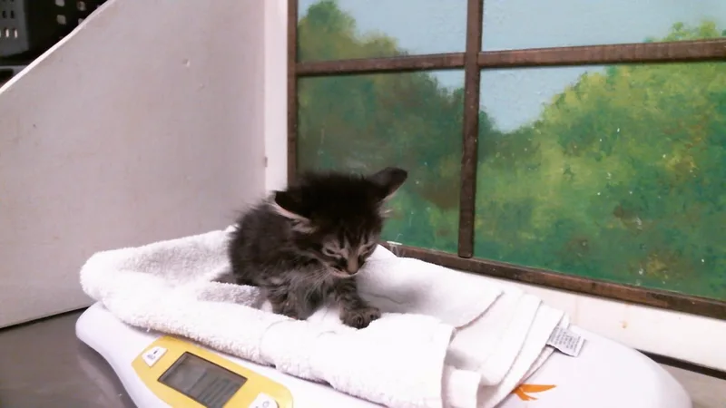 A baby small-sized female Domestic Medium Hair cat named Cupcake for adoption in Houston, TX