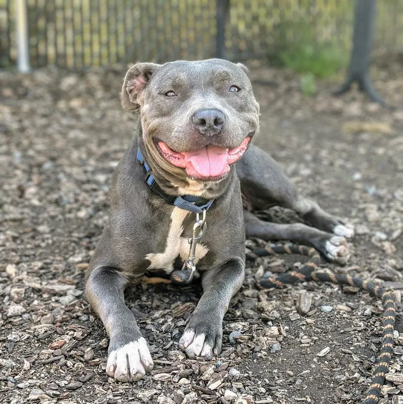 A young large-sized female Pit Bull Terrier dog named Misty for adoption in Oakland, CA