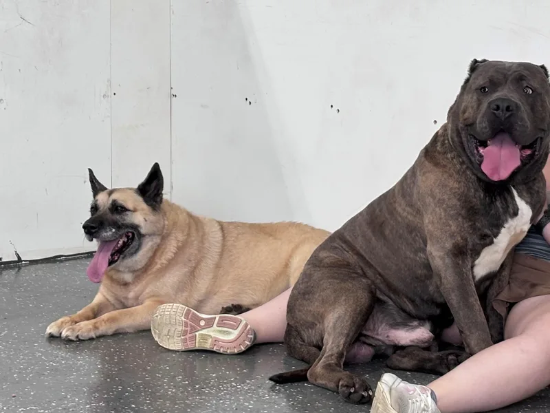 A senior large-sized female German Shepherd Dog dog named Maximus and Sandy for adoption in Youngstown, OH