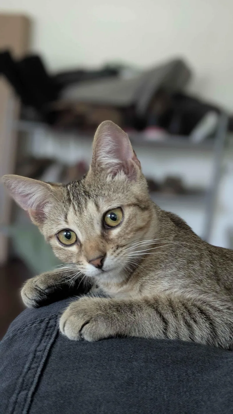 A baby medium-sized male Domestic Short Hair cat named Pounce for adoption in Pittsburgh, PA