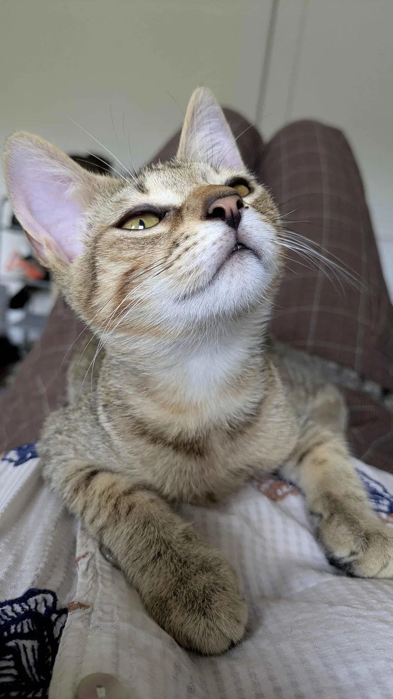 Pounce thumbnail 2