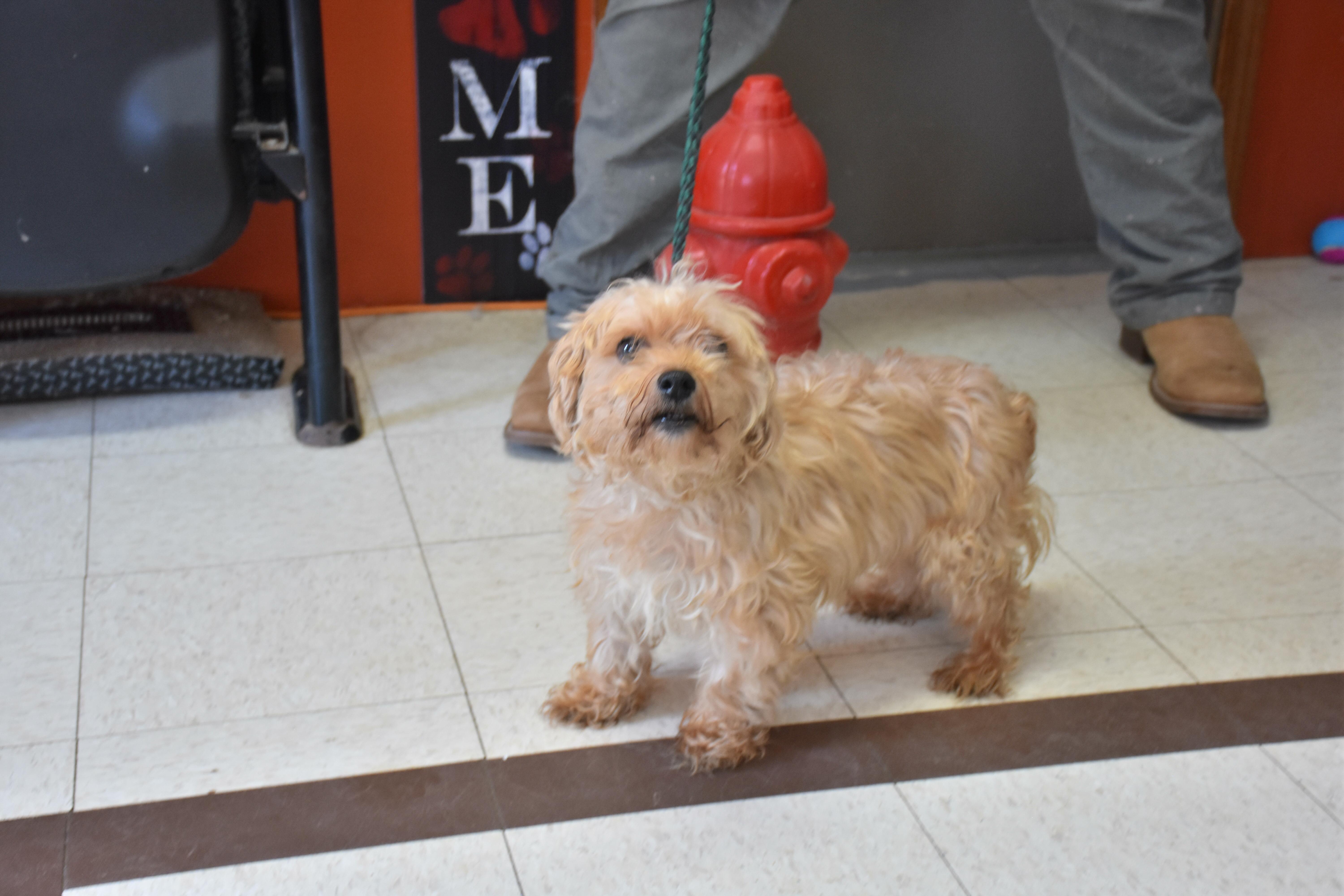 A senior small-sized male Yellow / Tan / Blond / Fawn Havanese dog named Nicky for adoption in North Judson, IN