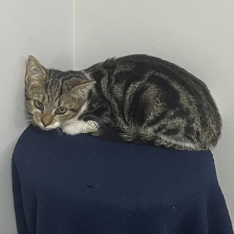 A baby medium-sized female Brown / Chocolate Domestic Short Hair cat named Moana for adoption in Brownsboro, AL