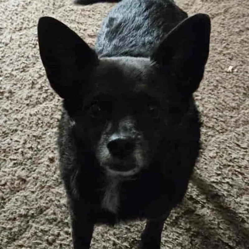 A senior small-sized male Chihuahua dog named Foxy for adoption in Bend, OR