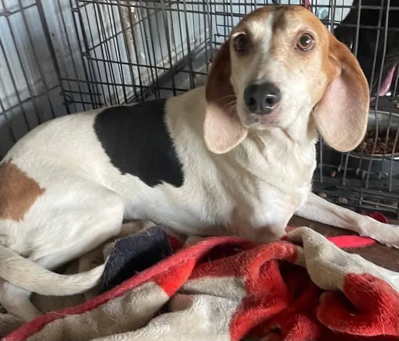 Isabella thumbnail 2