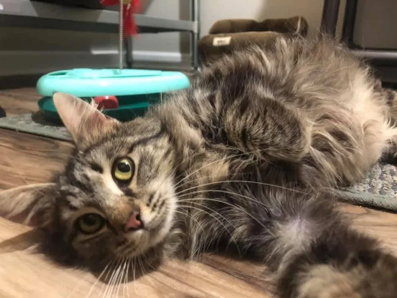 An adult medium-sized female Domestic Medium Hair cat named Jolene for adoption in Louisville, KY