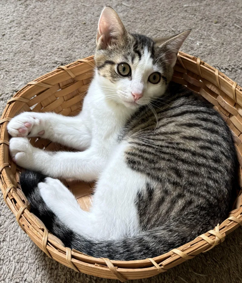 A baby medium-sized female Tabby (Brown / Chocolate) Domestic Short Hair cat named Carrots for adoption in Ridgefield, CT