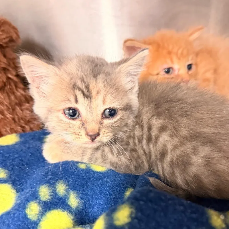 A baby small-sized female Calico Domestic Medium Hair cat named Gloria for adoption in Evensville, TN
