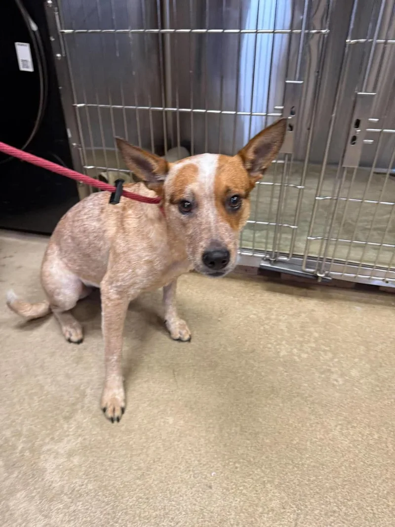 An adult medium-sized female Australian Cattle Dog / Blue Heeler dog named Cali Girl for adoption in Rockwall, TX