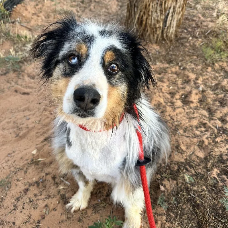 An adult medium-sized male Gray / Blue / Silver Australian Shepherd dog named Fluffy for adoption in Kanab, UT